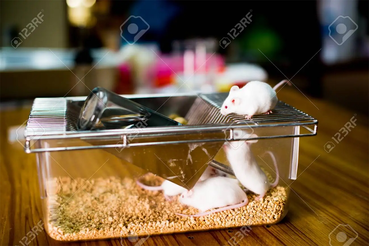 JUPITERTabletop Lab Animal Anesthesia Machine