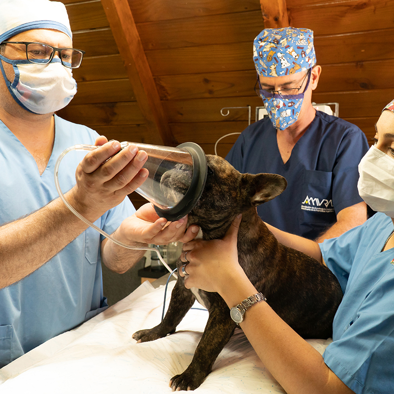 大動物喉頭鏡組